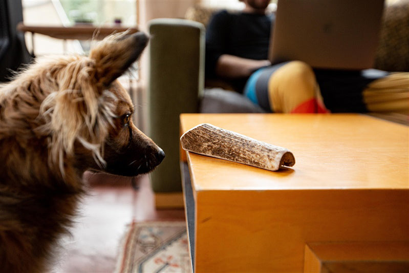 Where do Smart Cookie Elk Antler Dog Chews come from?